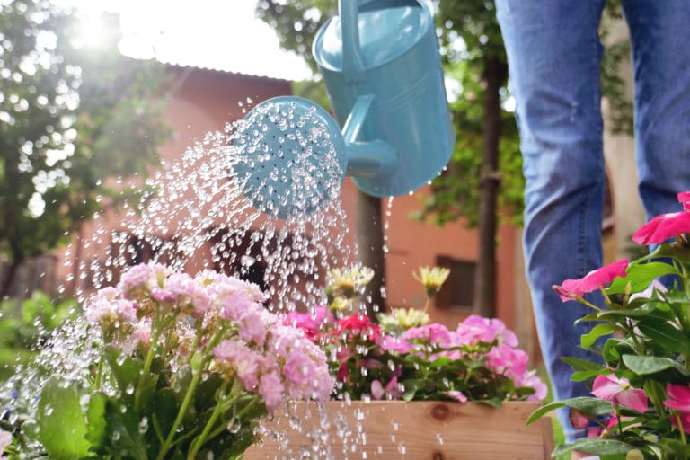 icosawater watering can