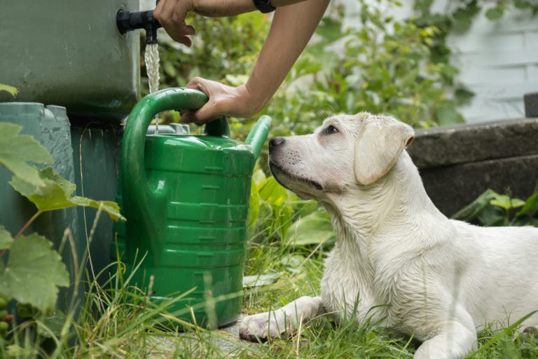 icosawater waterbutt dog