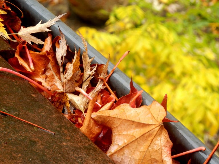 icosawater guttering filled with leaves