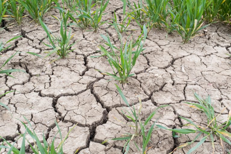 Drought,on,a,uk,farm,,dry,cracked,earth,,cracks,in